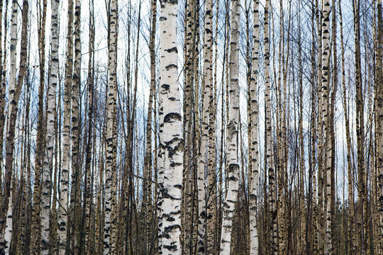 Fototapeta Background the birch grove, which stands in orderly rows - a lot of the trunks white. Nature of forests in Europe. Early spring in the wilderness comes gently. 