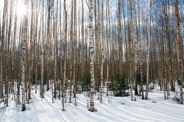 Naklejka premium Landscape of birch trees and long shadows from the sun on the snow. The Grand Nature with winter cover on a Sunny day. Early spring in the wilderness comes gently.
