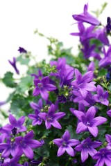 Vertical closeup of isolated purple campanula portenschlagiana flowers