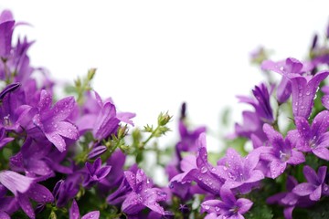 Card with beautiful purple campanula portenschlagiana flowers isolated on white. Copy space
