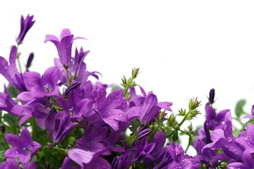 Card with beautiful purple Dalmatian bellflowers (campanula portenschlagiana) isolated on white. Copy space