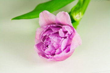 purple tulip isolated on white background.