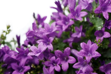 Fototapeta na wymiar Card with purple Dalmatian bellflowers (campanula portenschlagiana) isolated on white. Copy space