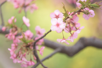 河津桜