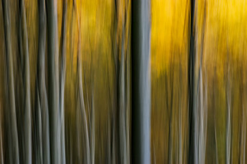 Obraz premium Abstract beech forest