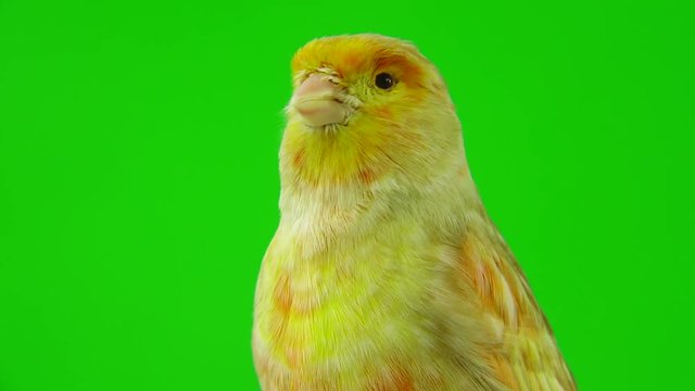 canary  is isolated on the green screen