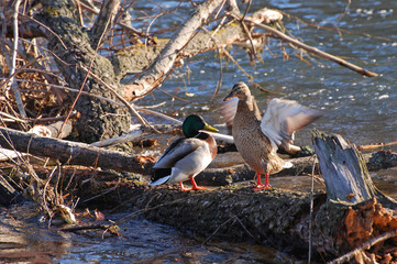 Pair of Mallard Ducks resting on tree in water