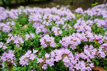 イブキジャコウソウ