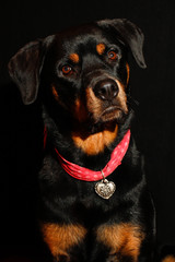 Fototapeta premium female Rottweiler