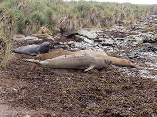 South Elephant Seal, Mirounga leonina relax on the beach, Carcass, Falkland-Malvinas