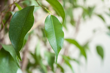 détail feuilles  de ficus benjamina