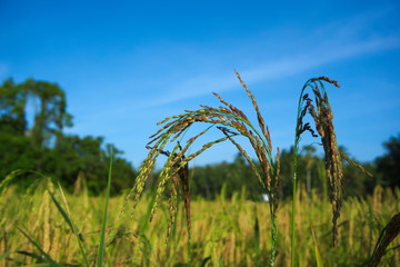 Sheaves of rice ready for harvest.