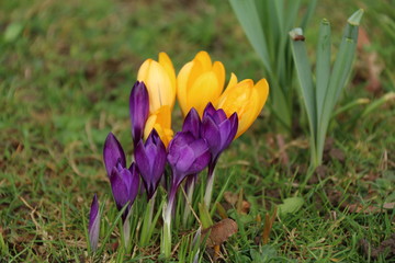 crocus