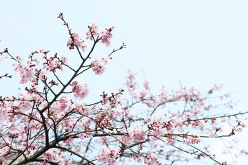 Obraz premium 桜