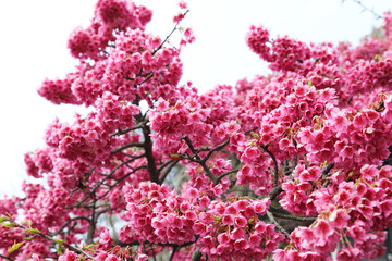 Fototapeta premium 桜