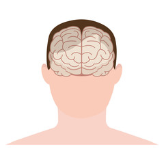 Head human, face and brain in flat style. Vector illustration. Front view.