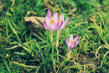crocus