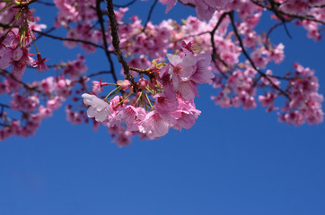 flowering cherry tree, Kyoto Japan
桜　京都