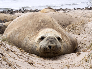 Fototapeta premium the big male South Elephant Seal, Mirounga leonina relax on the beach, Carcass, Falkland-Malvinas
