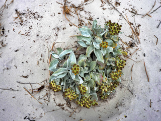 tands of native grasses Senecio cadicans, Sea cabbage, preserved only on islands where the sheep are not, Cracass, Falkland - Malvinas
