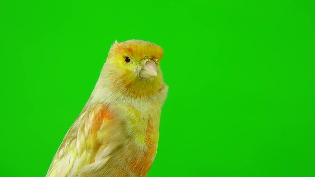 canary  is isolated on the green screen