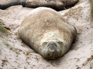 the big male South Elephant Seal, Mirounga leonina relax on the beach, Carcass, Falkland-Malvinas