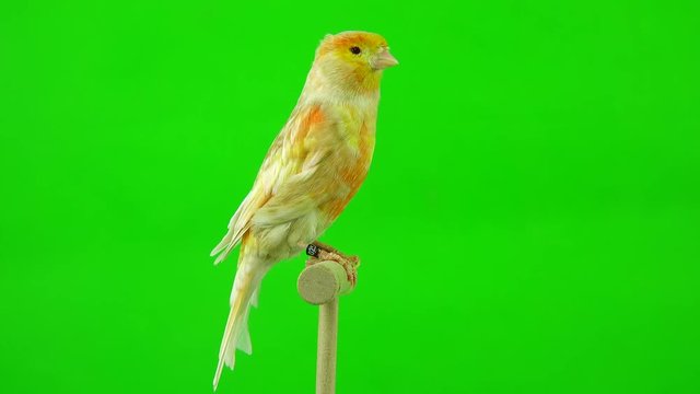 canary  is isolated on the green screen
