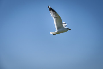 Common Gull, Larus cans on the isle of Tiree, Scotland