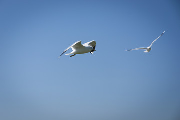 Common Gull, Larus cans on the isle of Tiree, Scotland