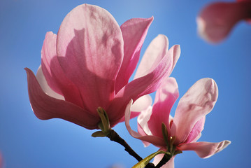 Fototapeta na wymiar Pink magnolia flowers in the blue sky.