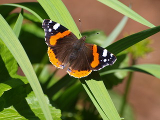 Schmetterling, Admiral Schmetterling, Natur, Naturschutz, Falter