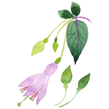 Wildflower fuchsia flower in a watercolor style isolated.