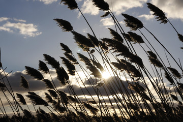 common reed plants in back light - obrazy, fototapety, plakaty