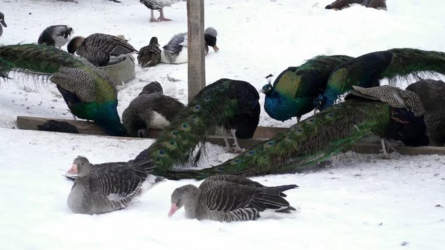 Closeup of many different birds eating in the zoo