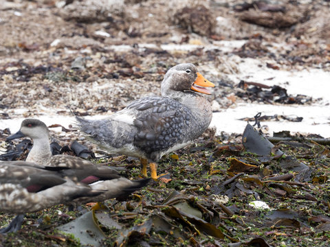 Flying Steamer Duck, Tachyeres patachonicus, on some islands is plentiful, Carcass Island, Falkland-Malvinas