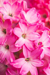 Fresh vibrant pink hyacinths on the blue wooden background