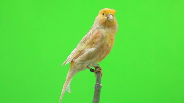 canary  is isolated on the green screen