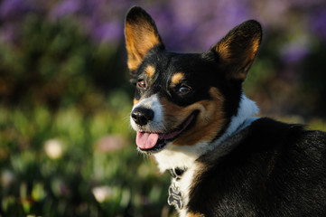 Close up of Welsh Pembroke Corgi dog against greenery and purple flowers