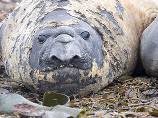 Fototapeta na wymiar the big male South Elephant Seal, Mirounga leonina relax on the beach, Carcass, Falkland-Malvinas