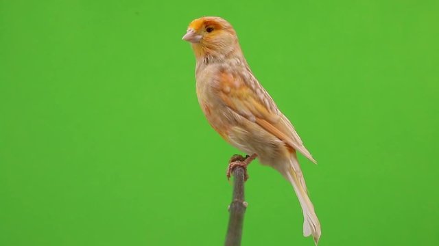 canary  is isolated on the green screen
