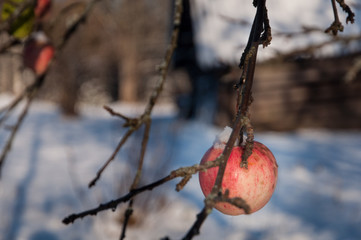 Frozen Winter Apple