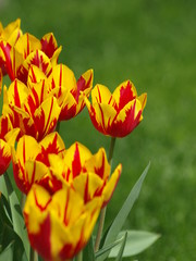 Tulpenkomposition, viele Tulpen, Garten, rot-gelbe Tulpen, Grußkarte