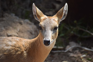 Deer