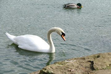 swan