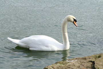 swan