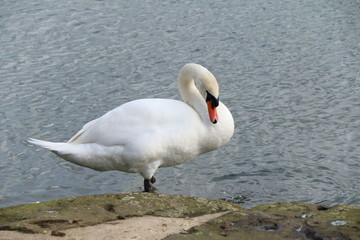 swan