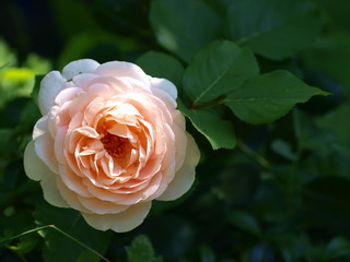 rosa Duftrose mit grünem Blatt im Garten, Liebe, Valentinstag, Gartenrose, Grußkarte