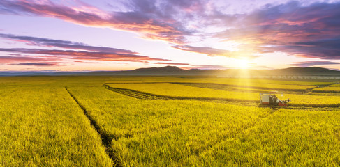 Chinese rural area, mature rice