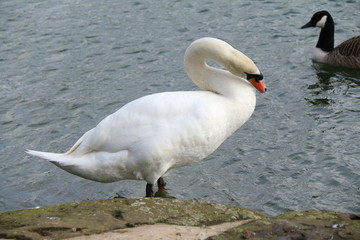 swan