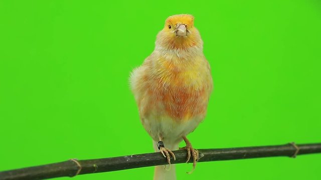 canary  is isolated on the green screen